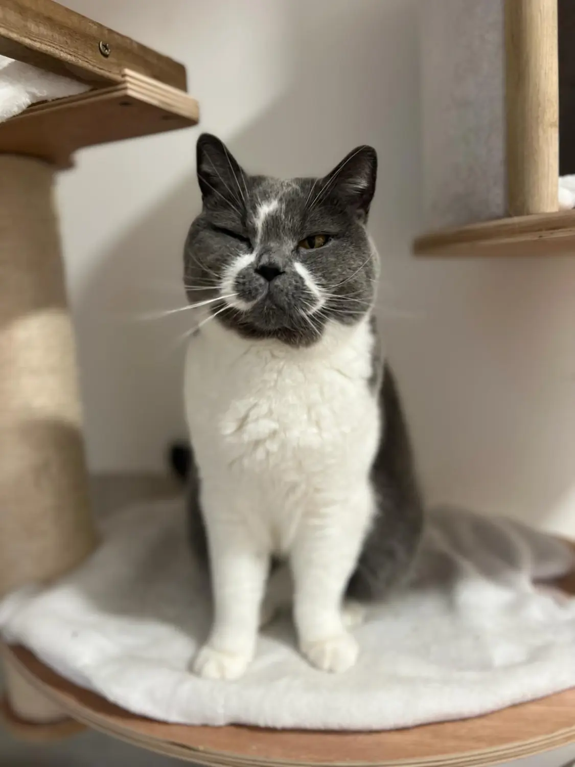 Katze Katzenpension MIAU