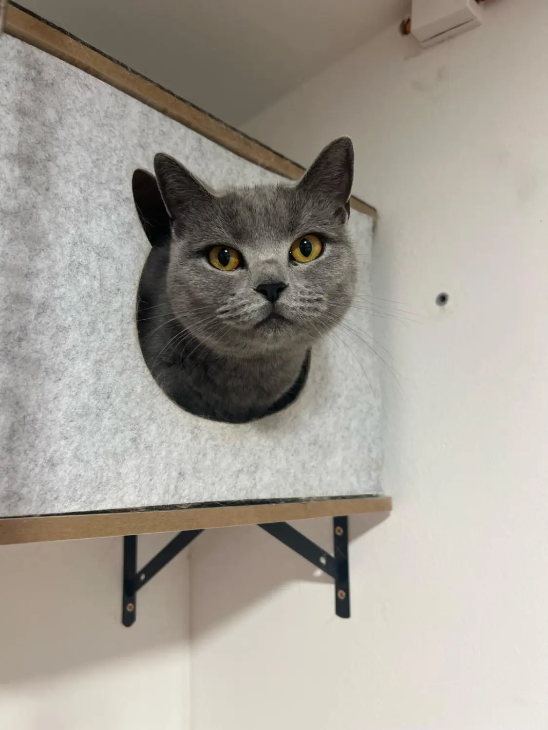 Katze Katzenpension MIAU