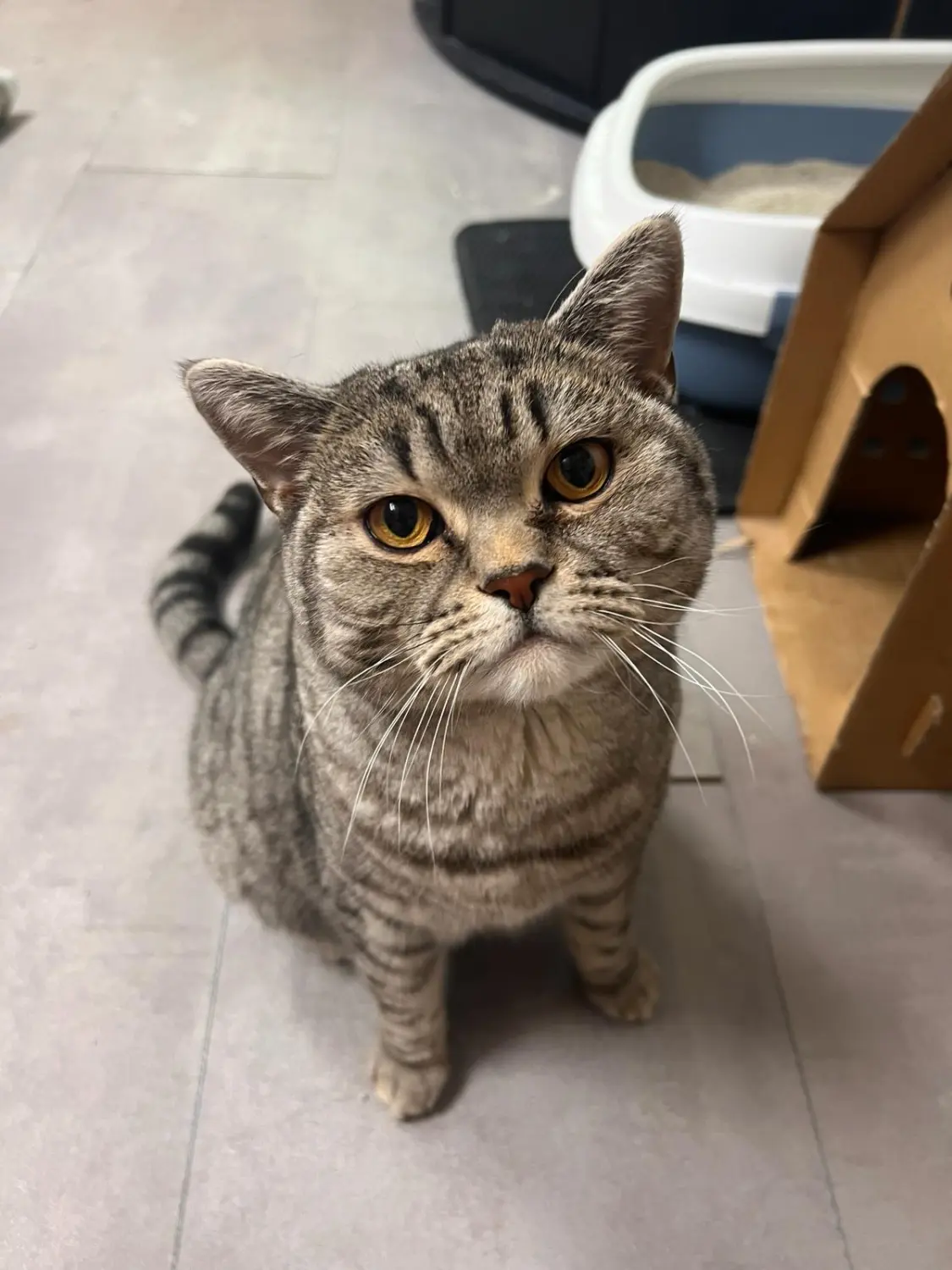 Katze Katzenpension MIAU