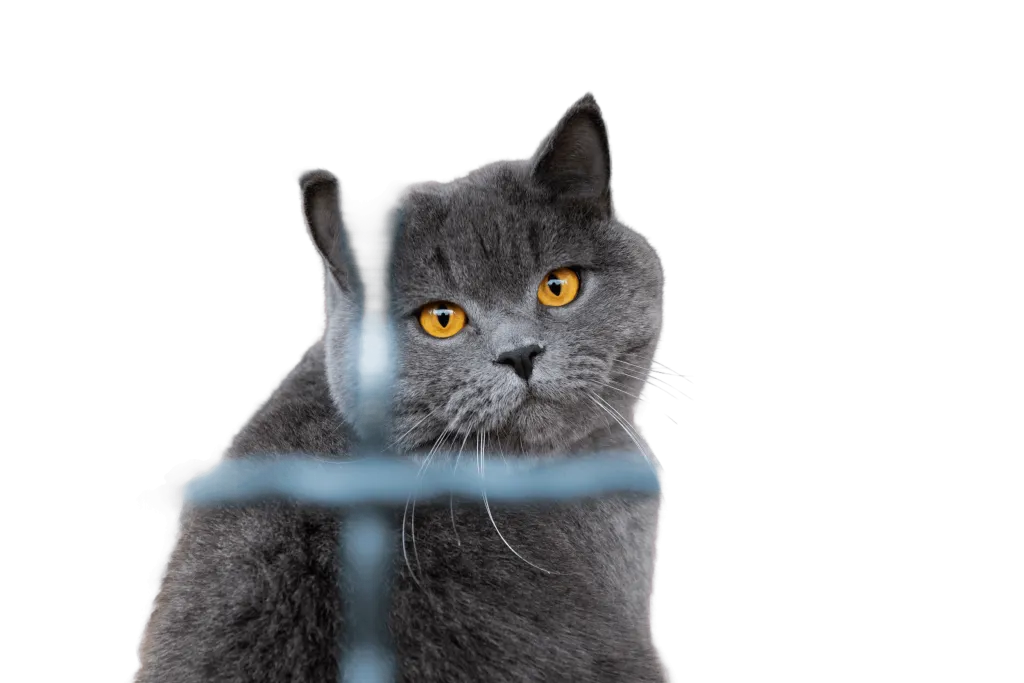 Katze Katzenpension Miau