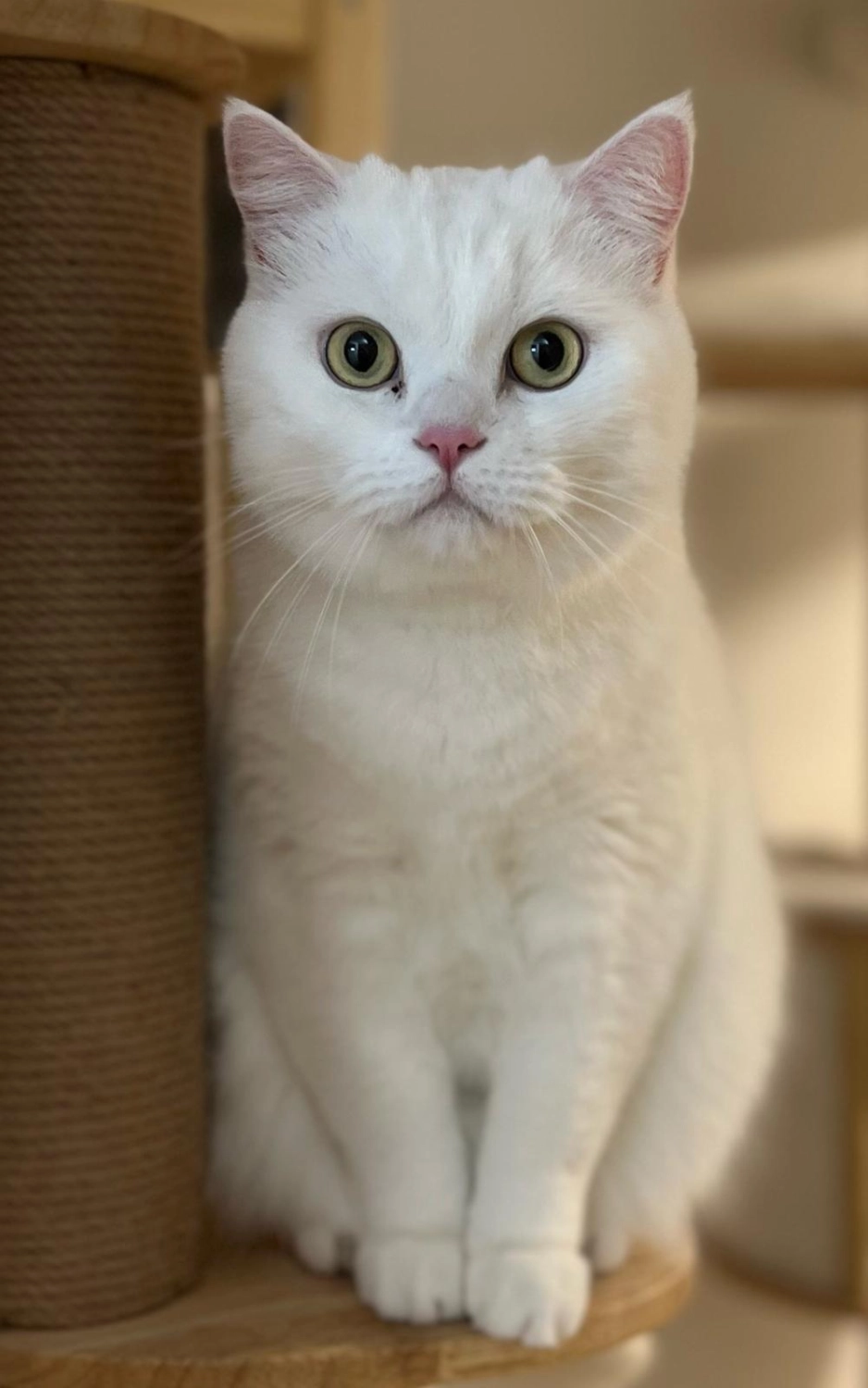 Katze Katzenpension Miau