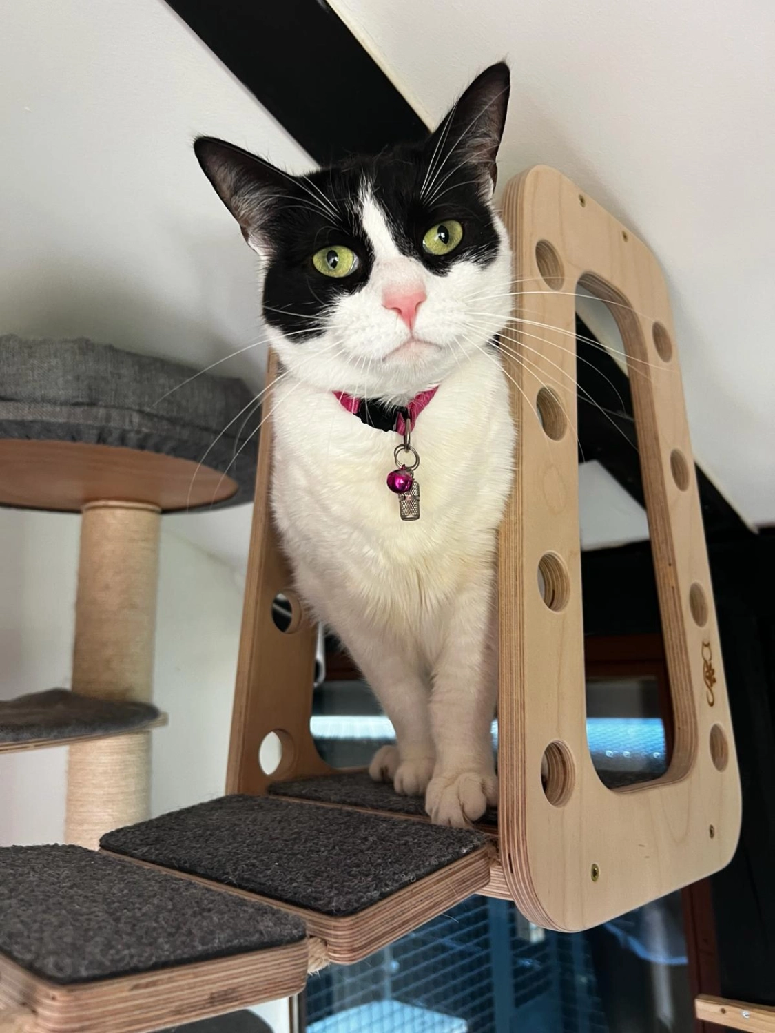 Katze Katzenpension Miau