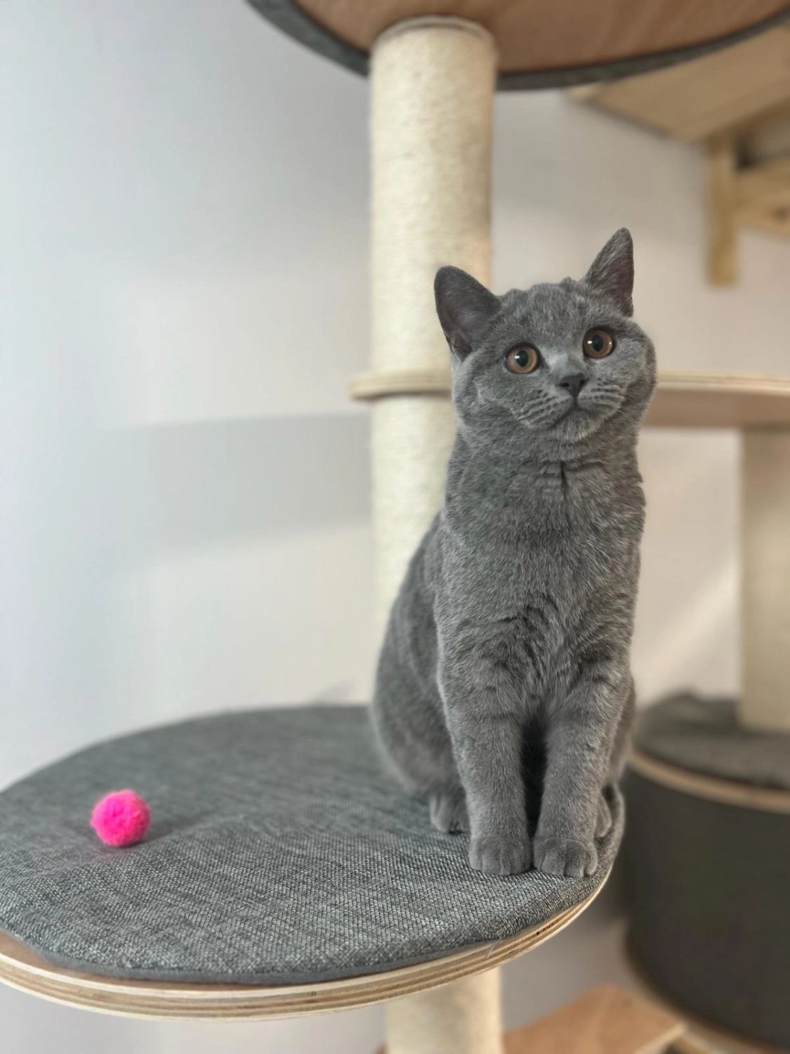 Katze Katzenpension MIAU