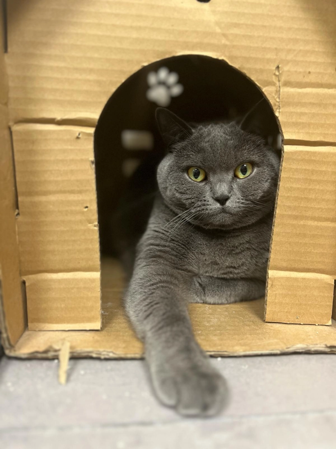 Katze Katzenpension Miau