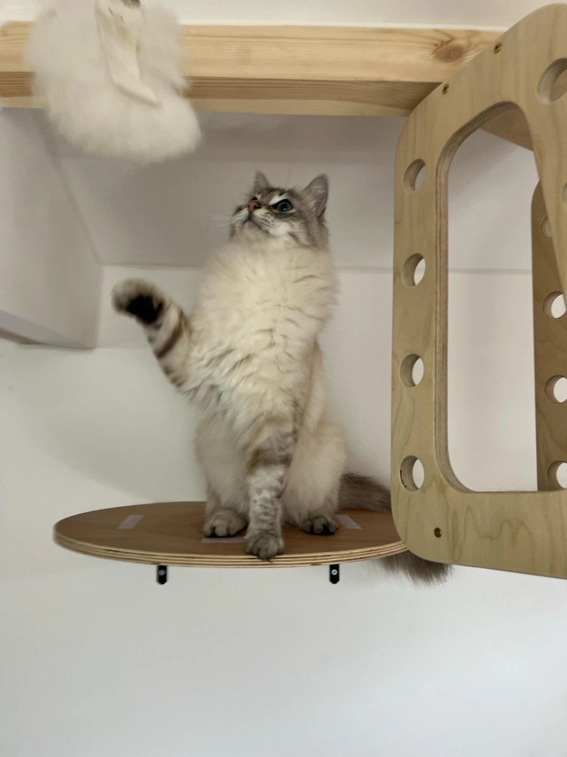 Katze Katzenpension Miau