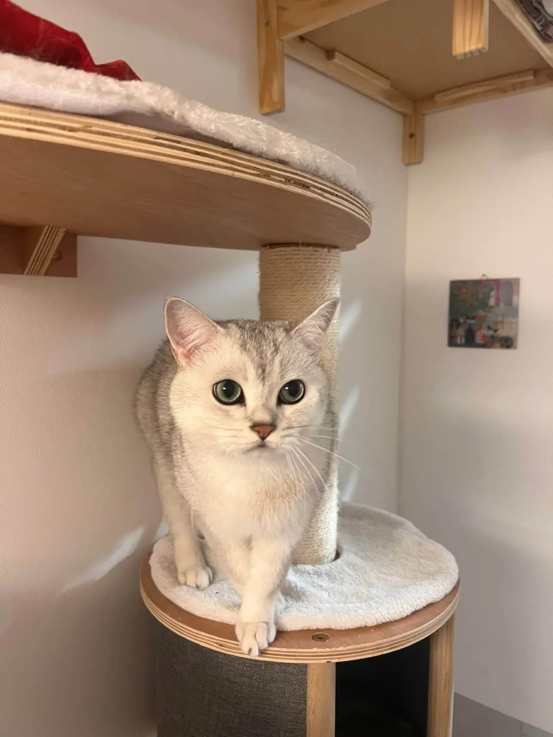 Katze Katzenpension Miau