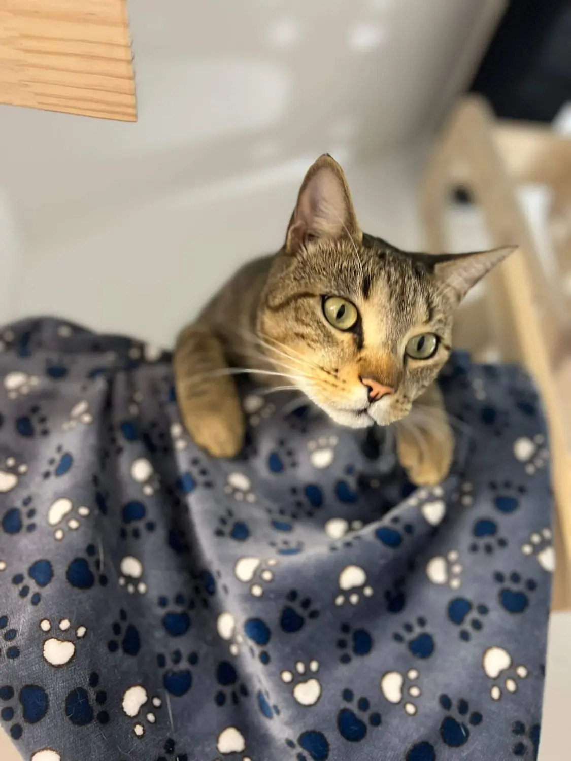 Katze Katzenpension Miau