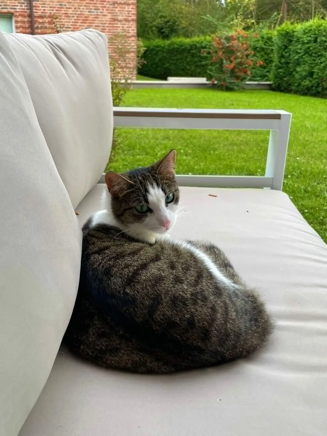 Katze Katzenpension Miau