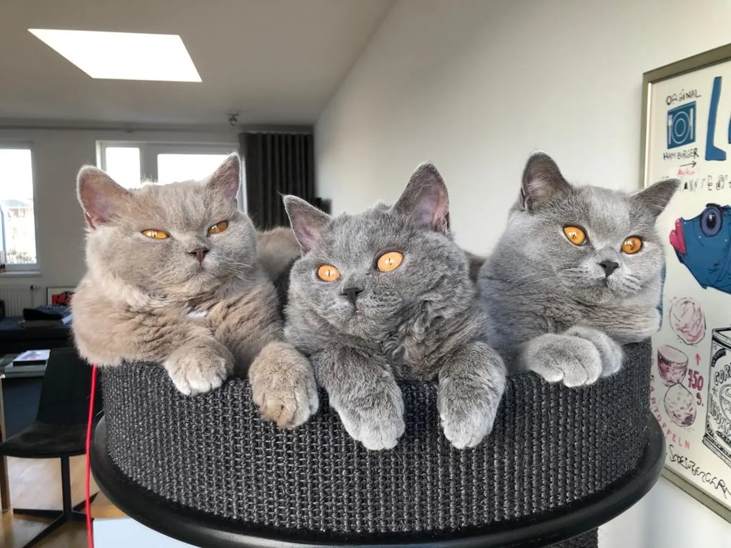 Katze Katzenpension Miau