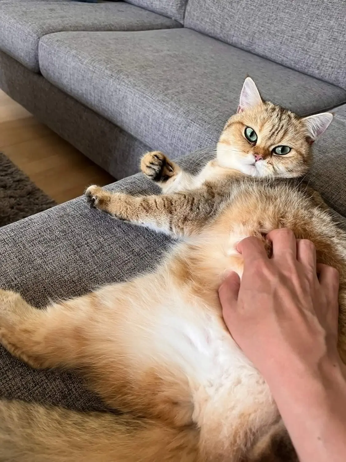 Katze Katzenpension Miau