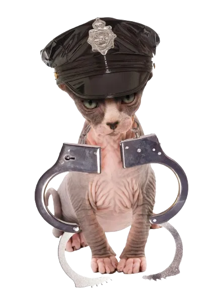 Katze Katzenpension Miau