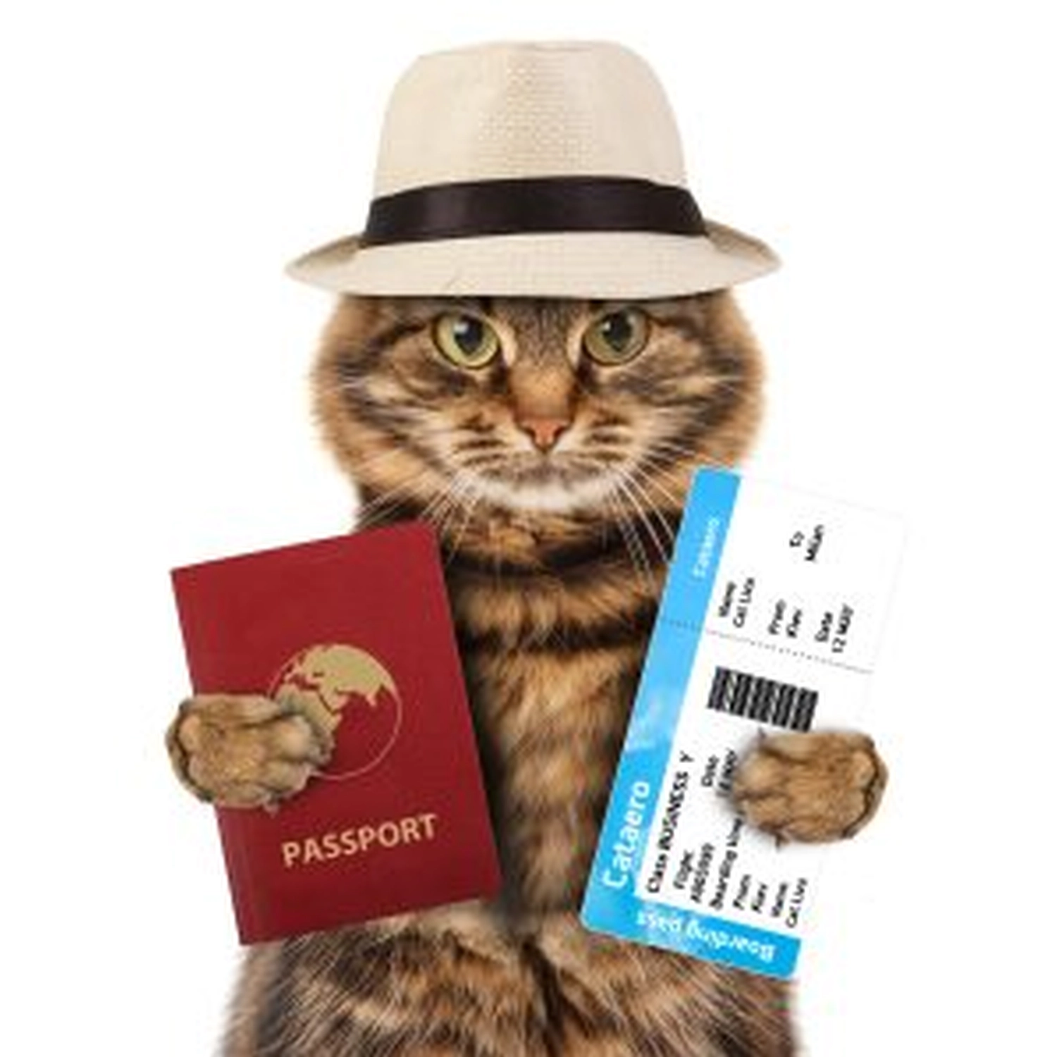 Katze Katzenpension Miau