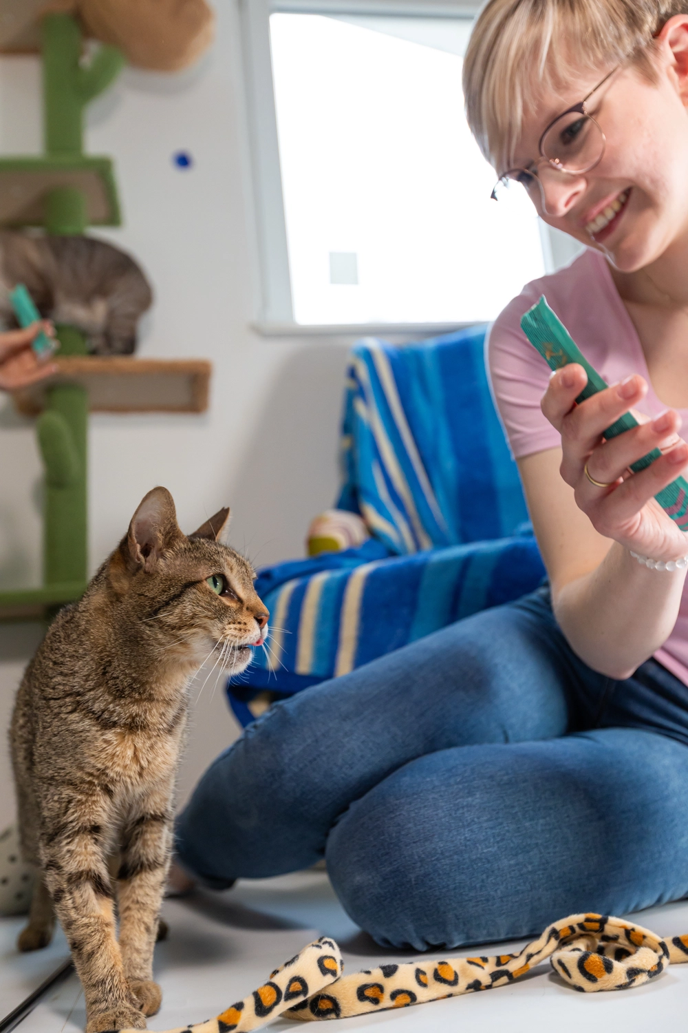 Pension Innen Katzenpension Miau