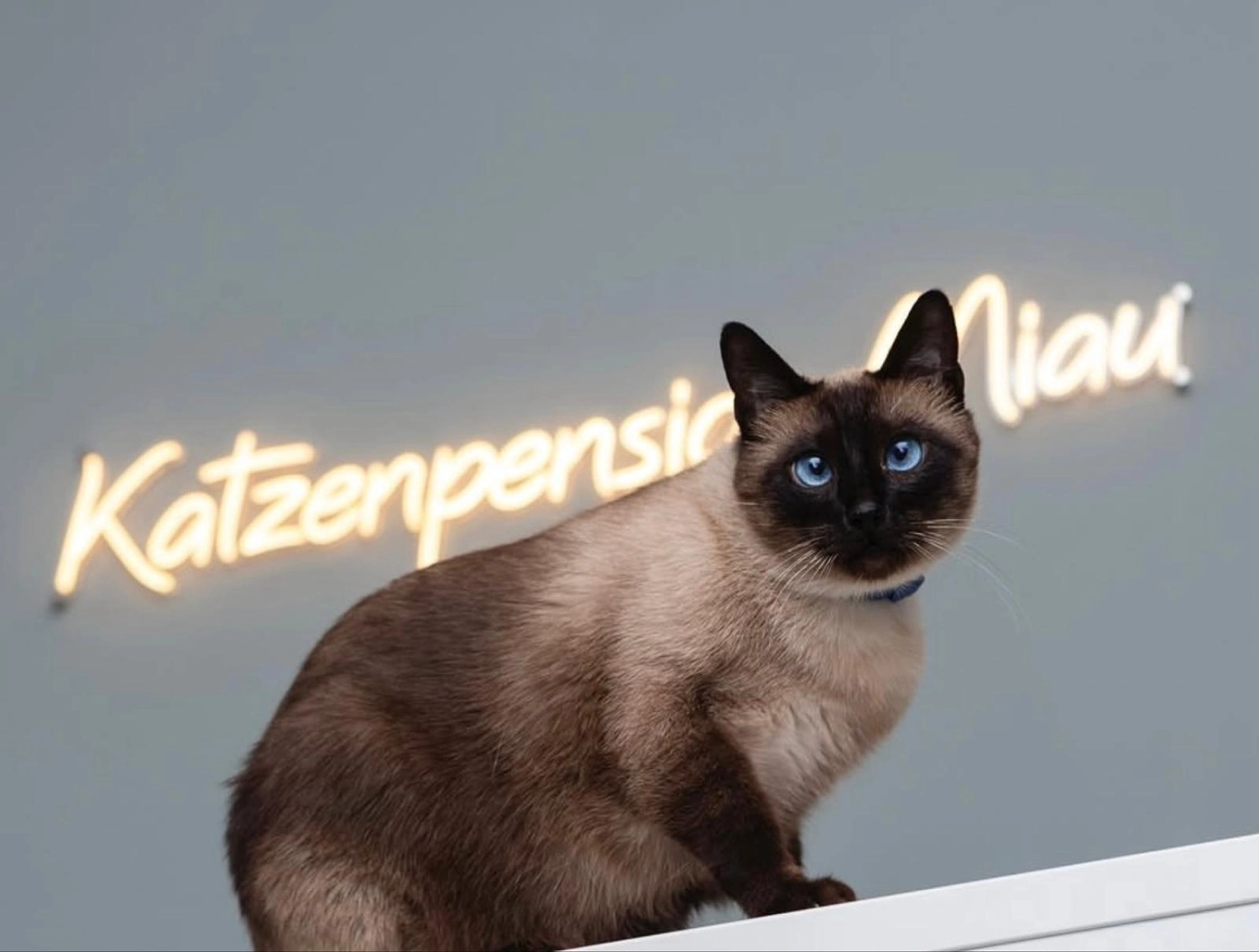 Katze Katzenpension Miau